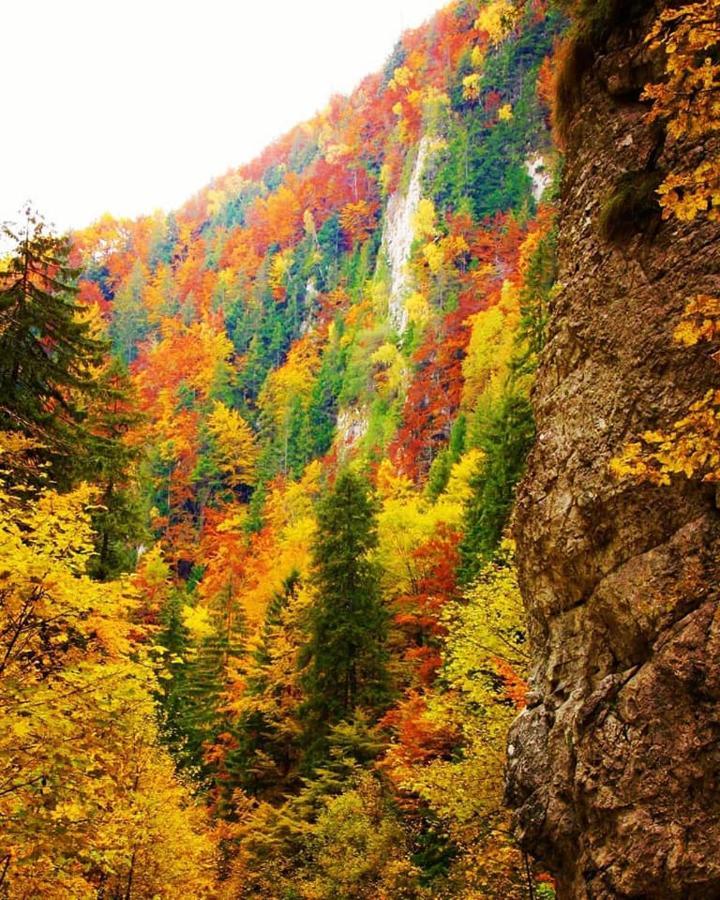 Mountain Vista Suites Zărneşti Esterno foto